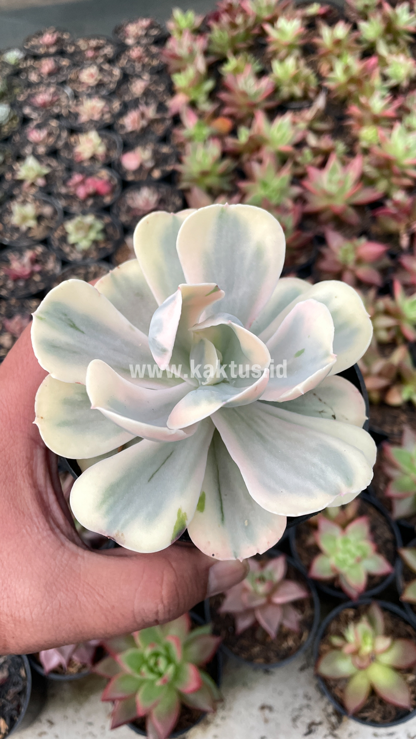 387. Echeveria Chantilly Mutation 'White Angel' - Image 11
