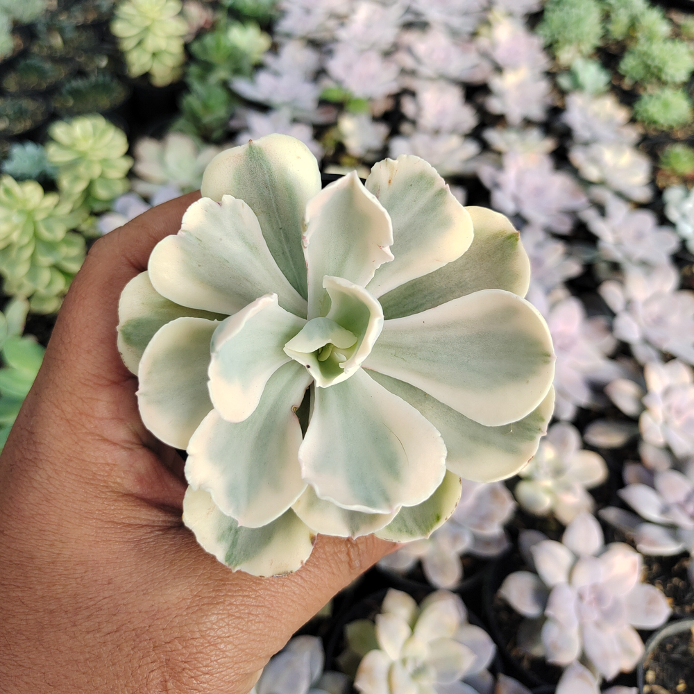 387. Echeveria Chantilly Mutation 'White Angel' - Image 10