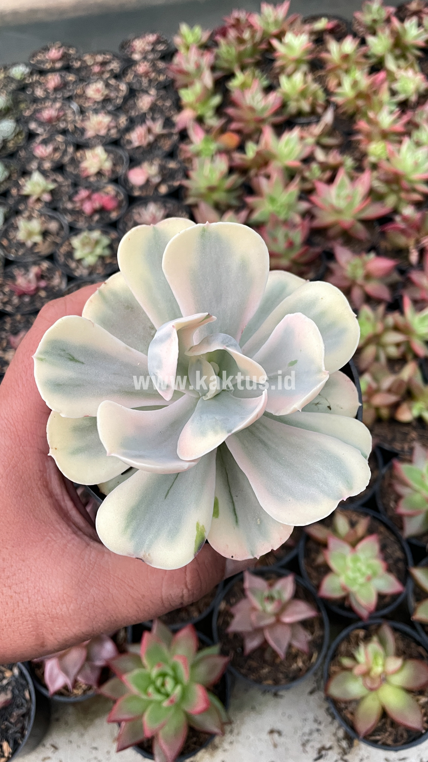 387. Echeveria Chantilly Mutation 'White Angel' - Image 15