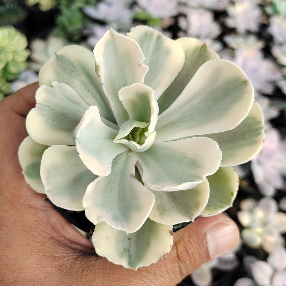 387. Echeveria Chantilly Mutation 'White Angel' - Image 2