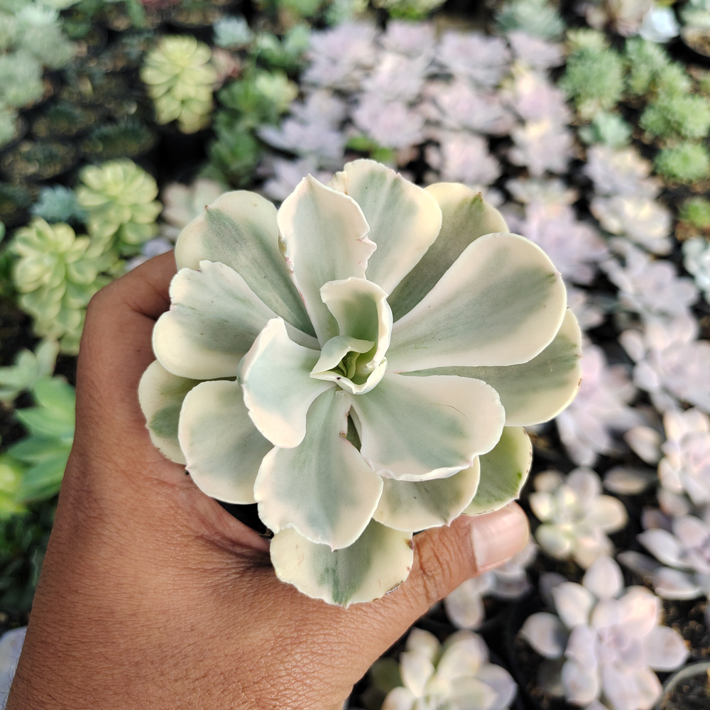 387. Echeveria Chantilly Mutation 'White Angel' - Image 14
