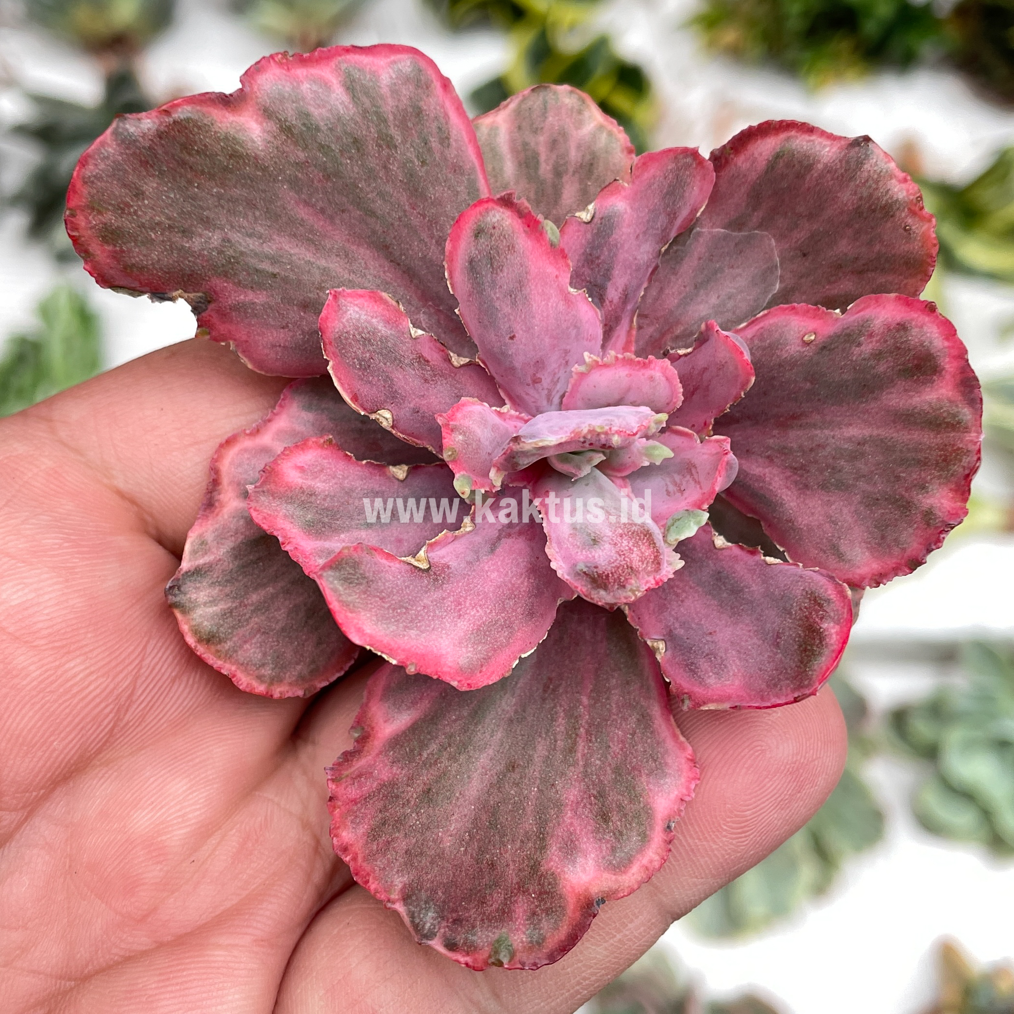 389. Echeveria Red Chantilly Dragon Fin - Image 4