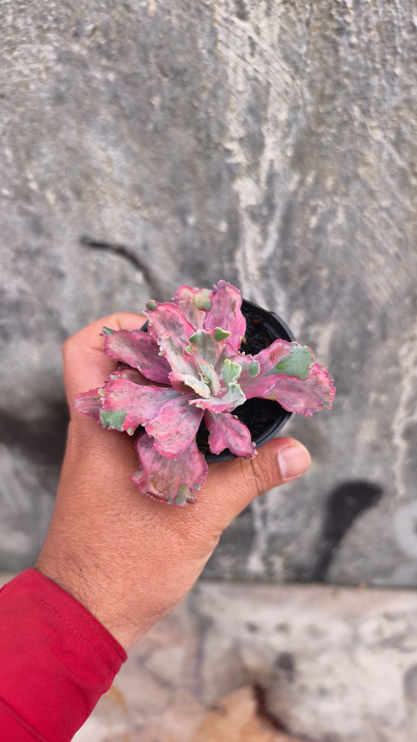 389. Echeveria Red Chantilly Dragon Fin - Image 2