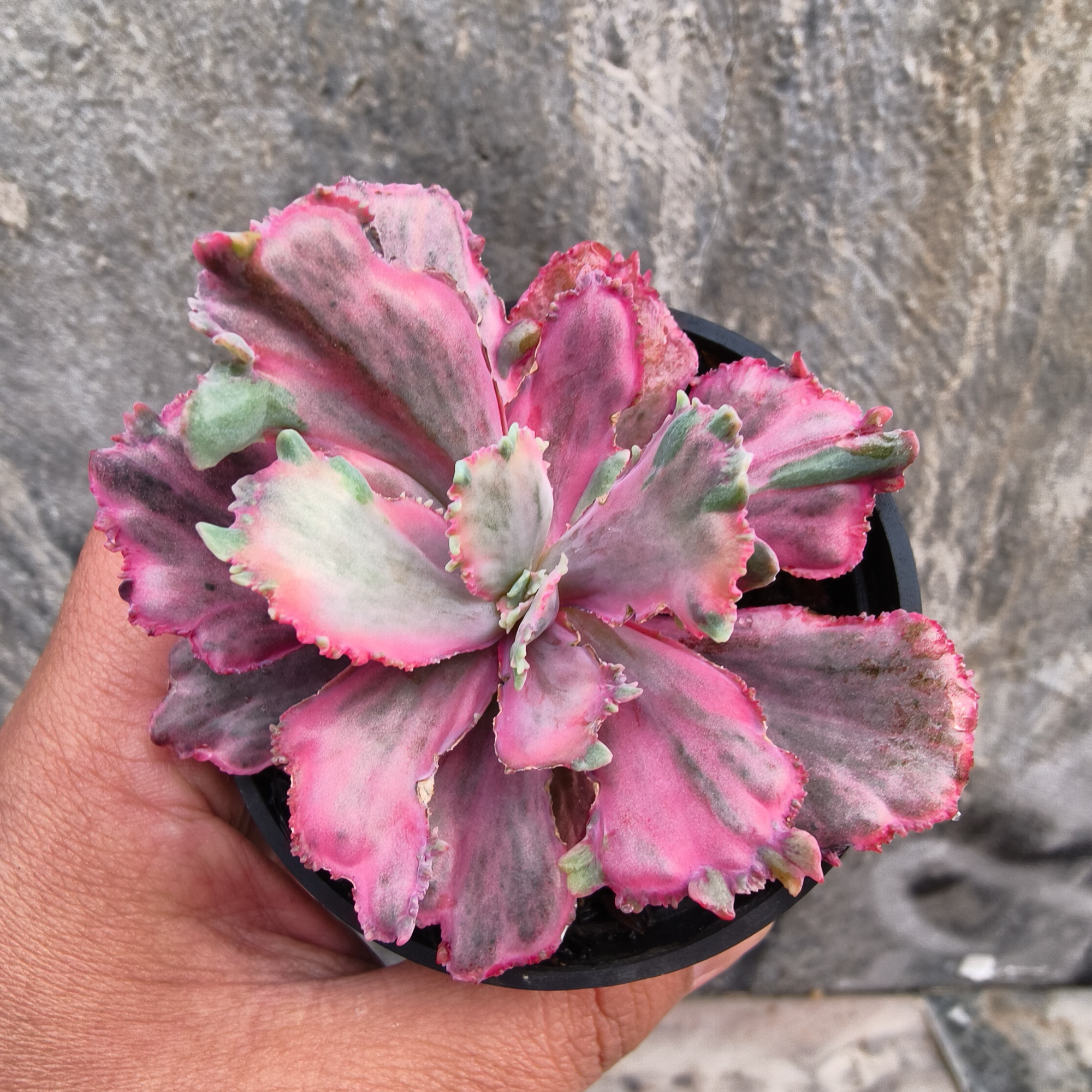 389. Echeveria Red Chantilly Dragon Fin - Image 7