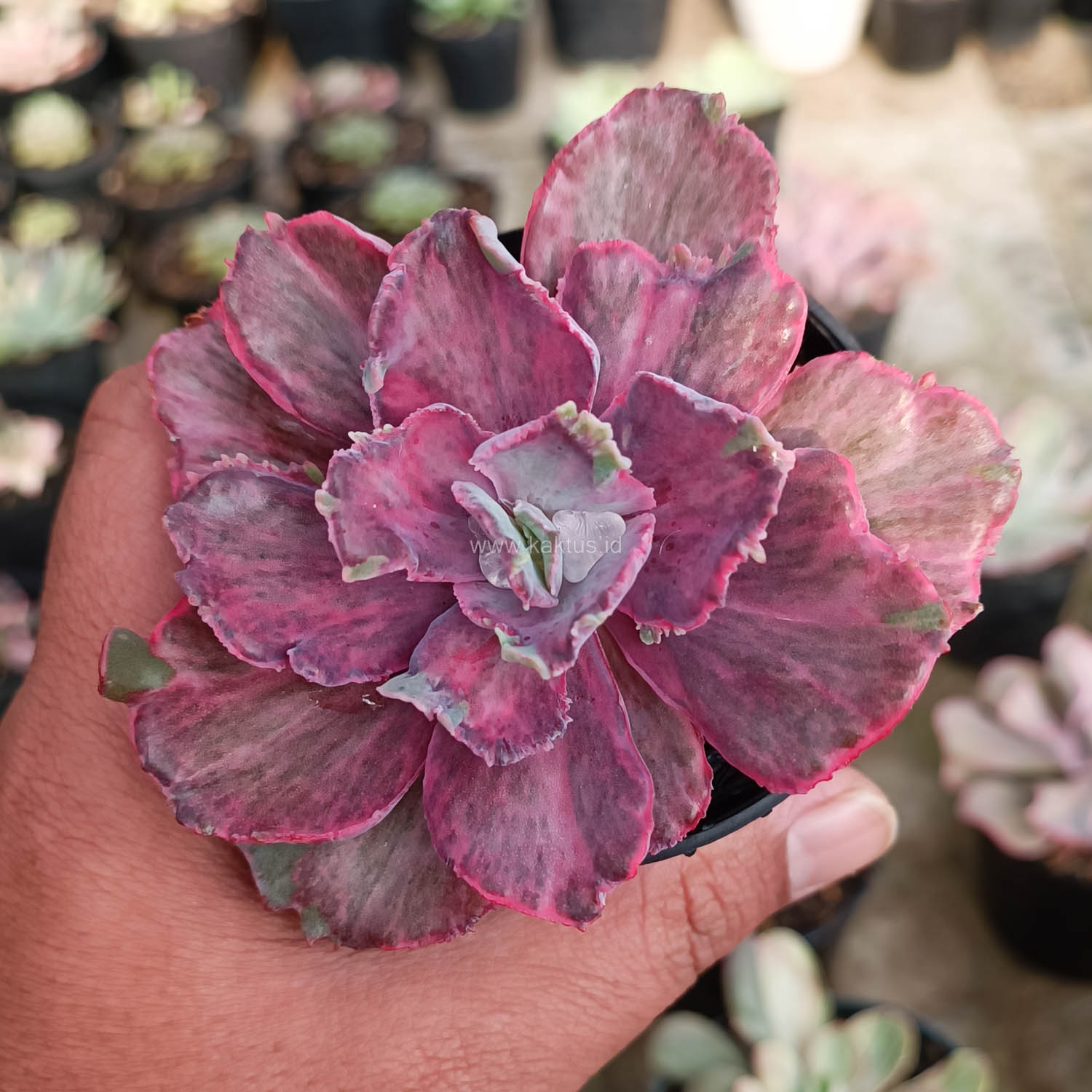 389. Echeveria Red Chantilly Dragon Fin - Image 6