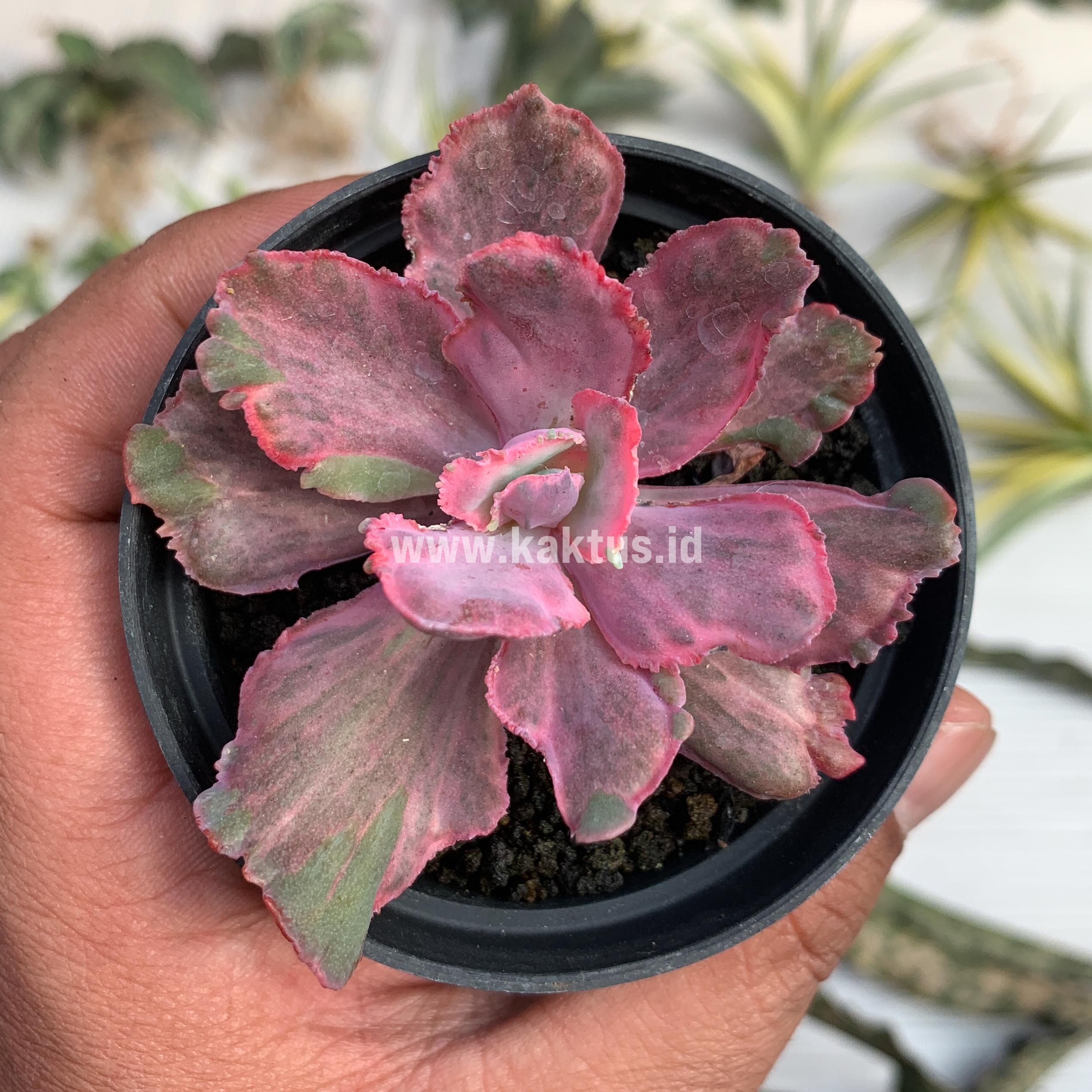 389. Echeveria Red Chantilly Dragon Fin - Image 5