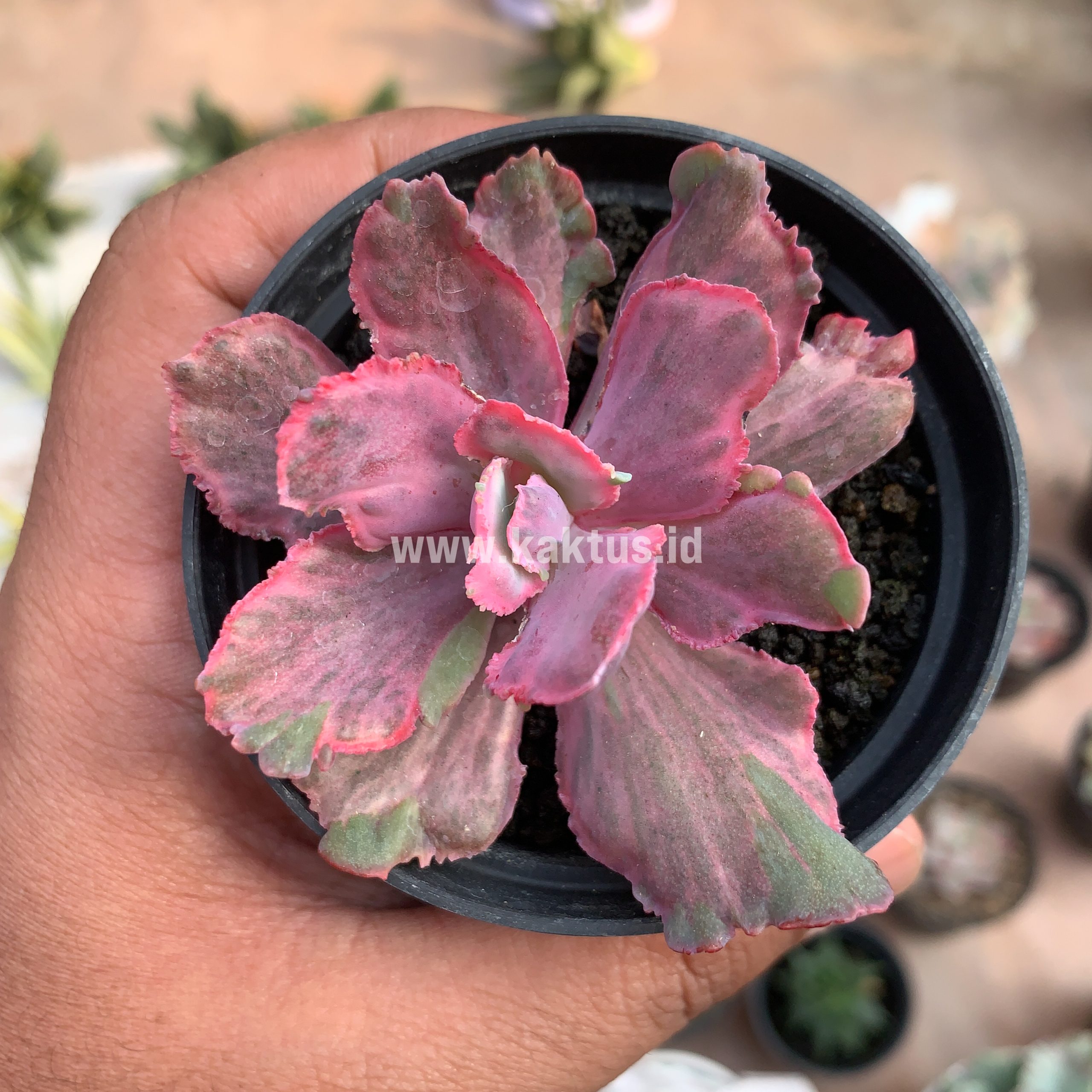 389. Echeveria Red Chantilly Dragon Fin - Image 3