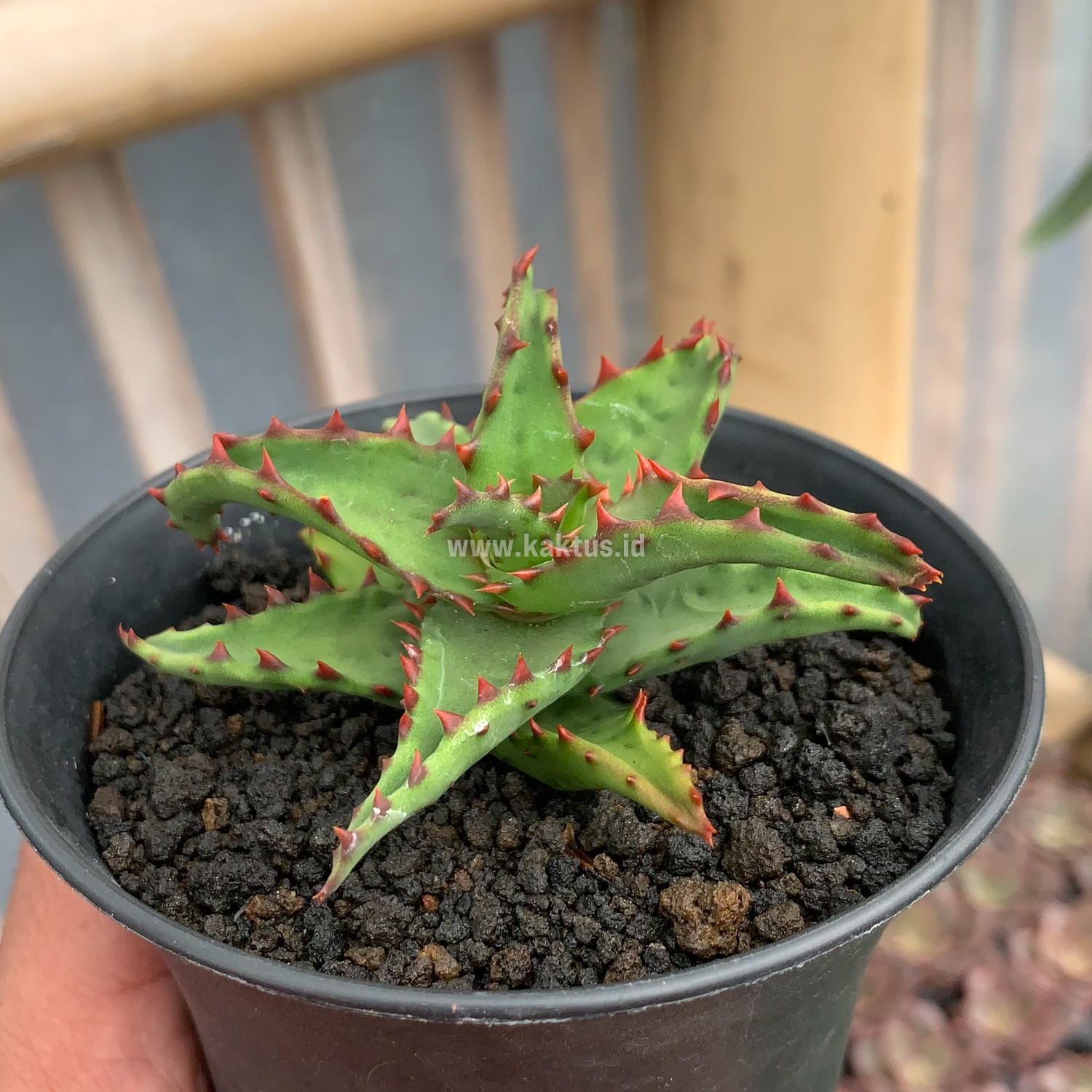 391. Aloe Castilloniae - Image 3