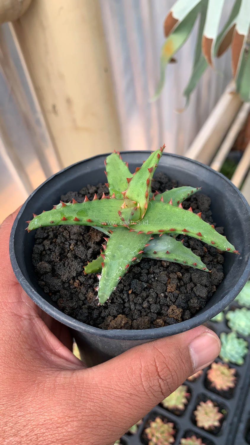 391. Aloe Castilloniae - Image 6