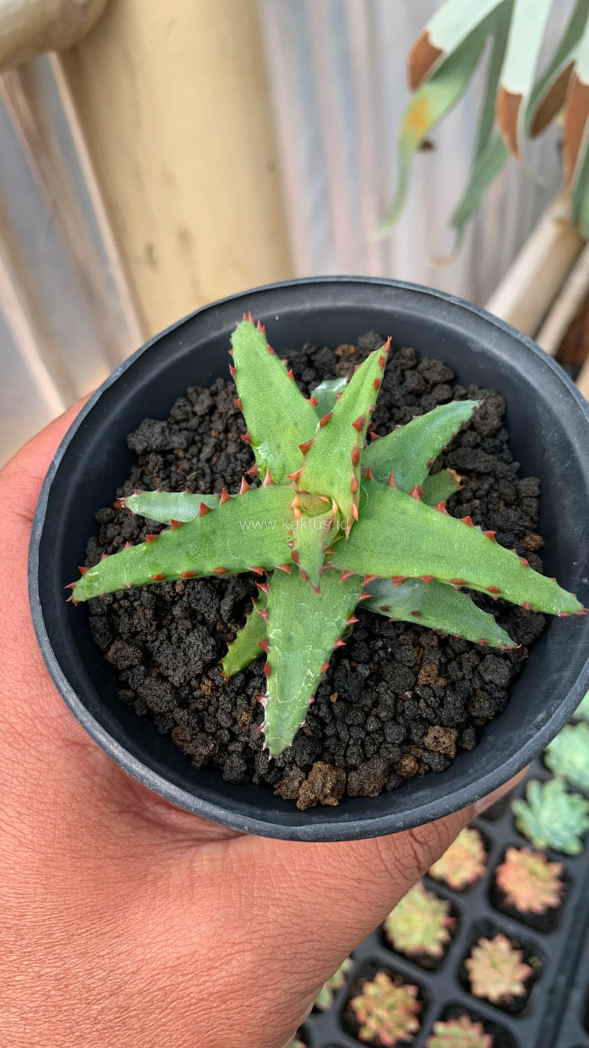 391. Aloe Castilloniae - Image 5