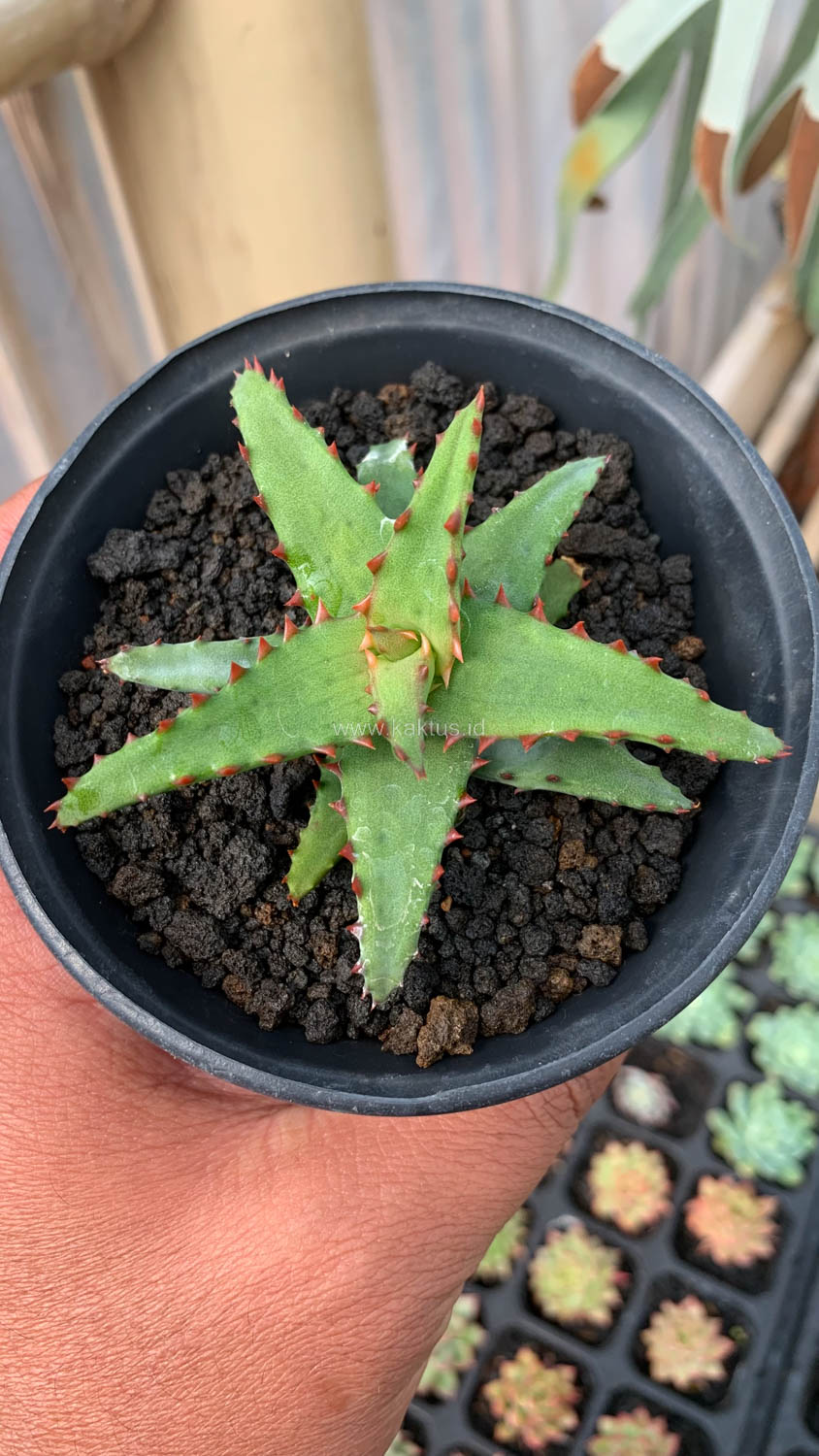 391. Aloe Castilloniae - Image 4