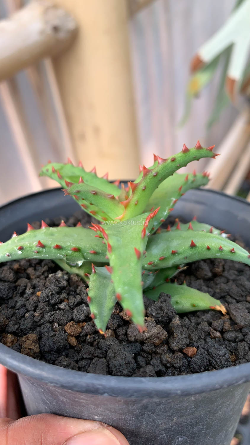 391. Aloe Castilloniae - Image 9