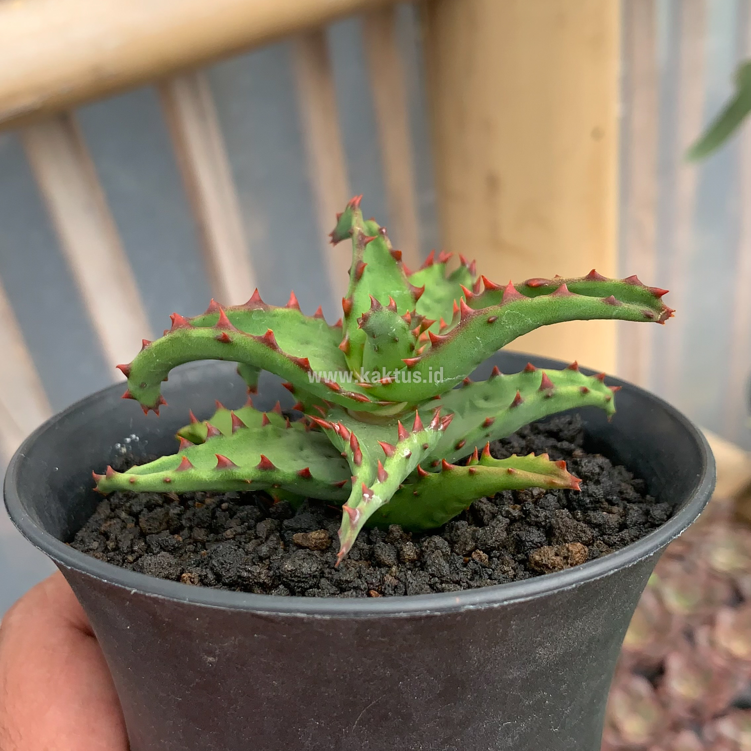 391. Aloe Castilloniae - Image 16