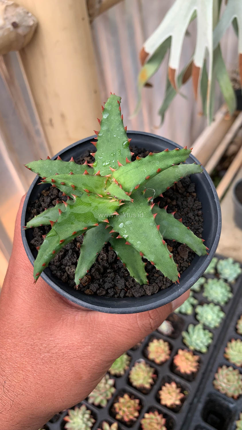 391. Aloe Castilloniae - Image 18