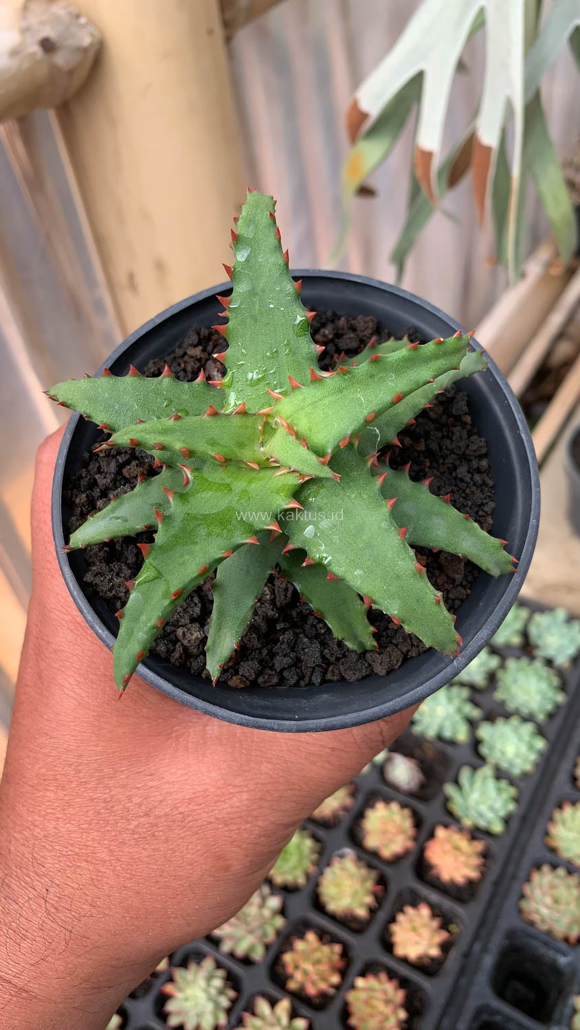 391. Aloe Castilloniae - Image 19