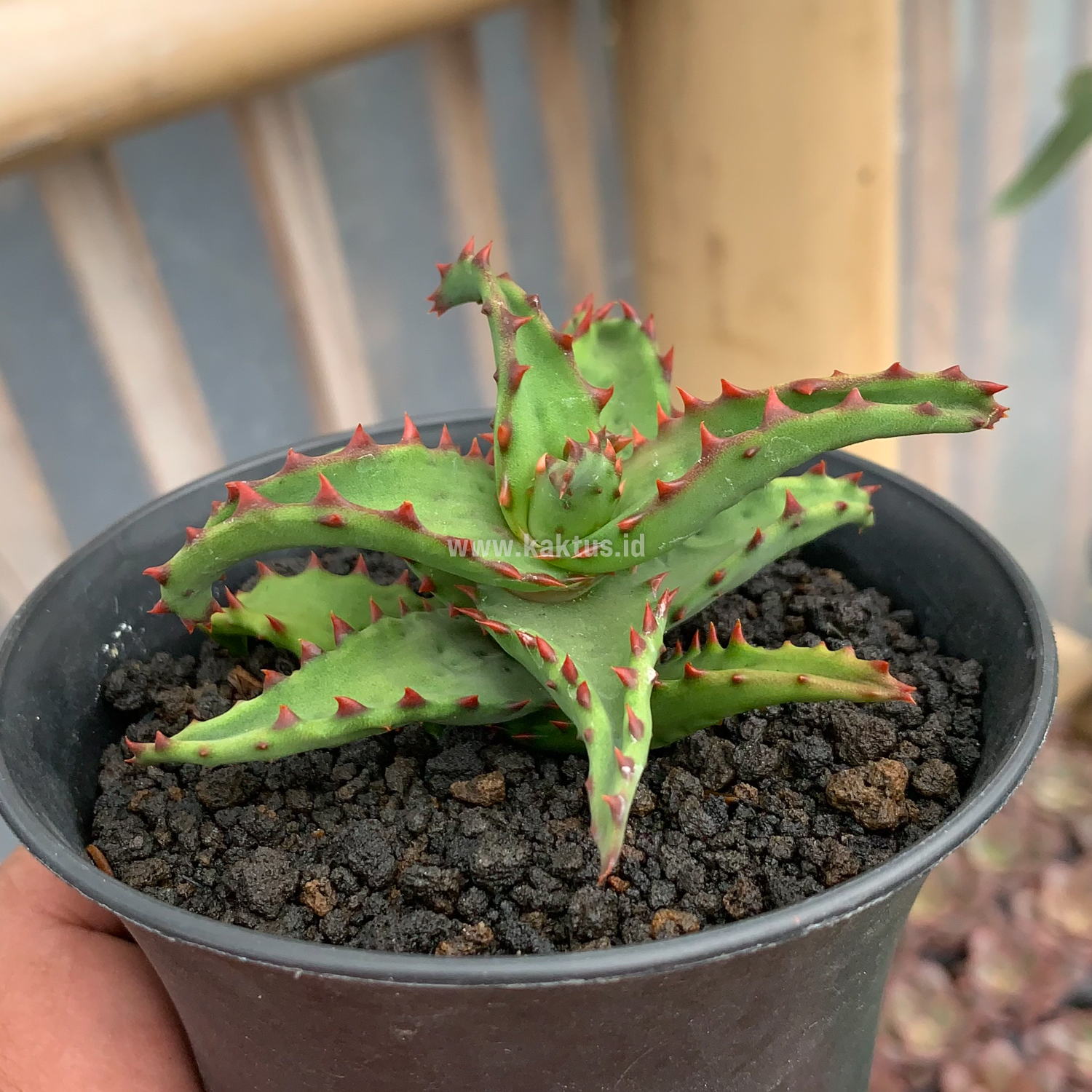 391. Aloe Castilloniae - Image 15