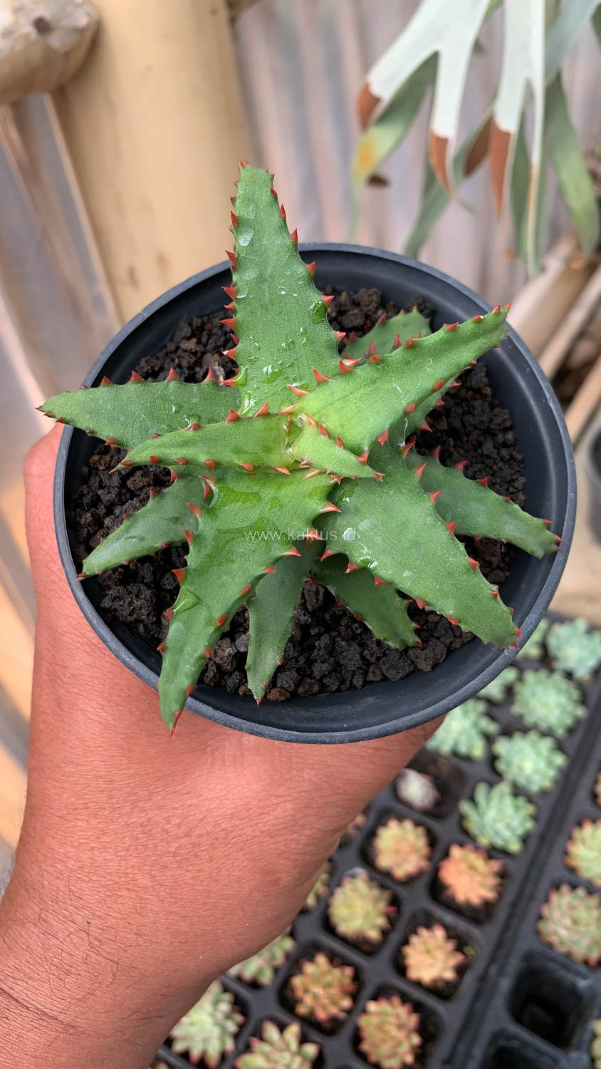 391. Aloe Castilloniae - Image 20