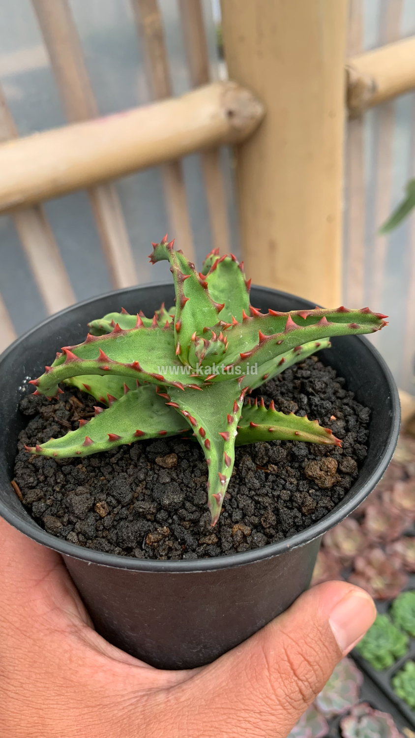 391. Aloe Castilloniae - Image 14