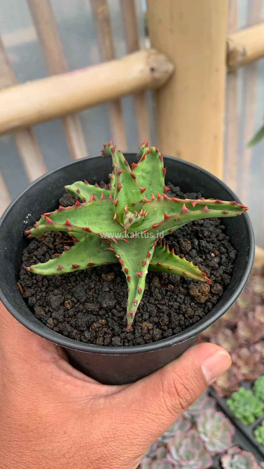 391. Aloe Castilloniae - Image 13