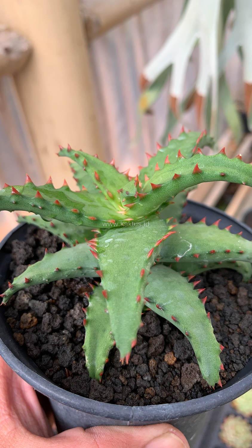 391. Aloe Castilloniae - Image 21