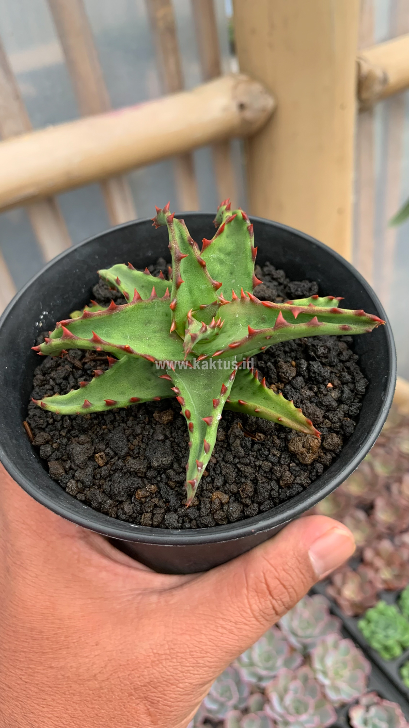 391. Aloe Castilloniae - Image 12