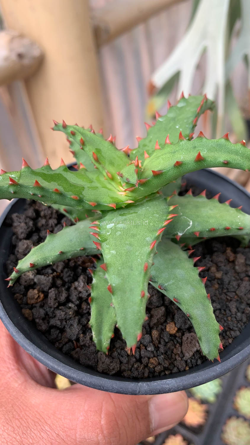 391. Aloe Castilloniae - Image 2