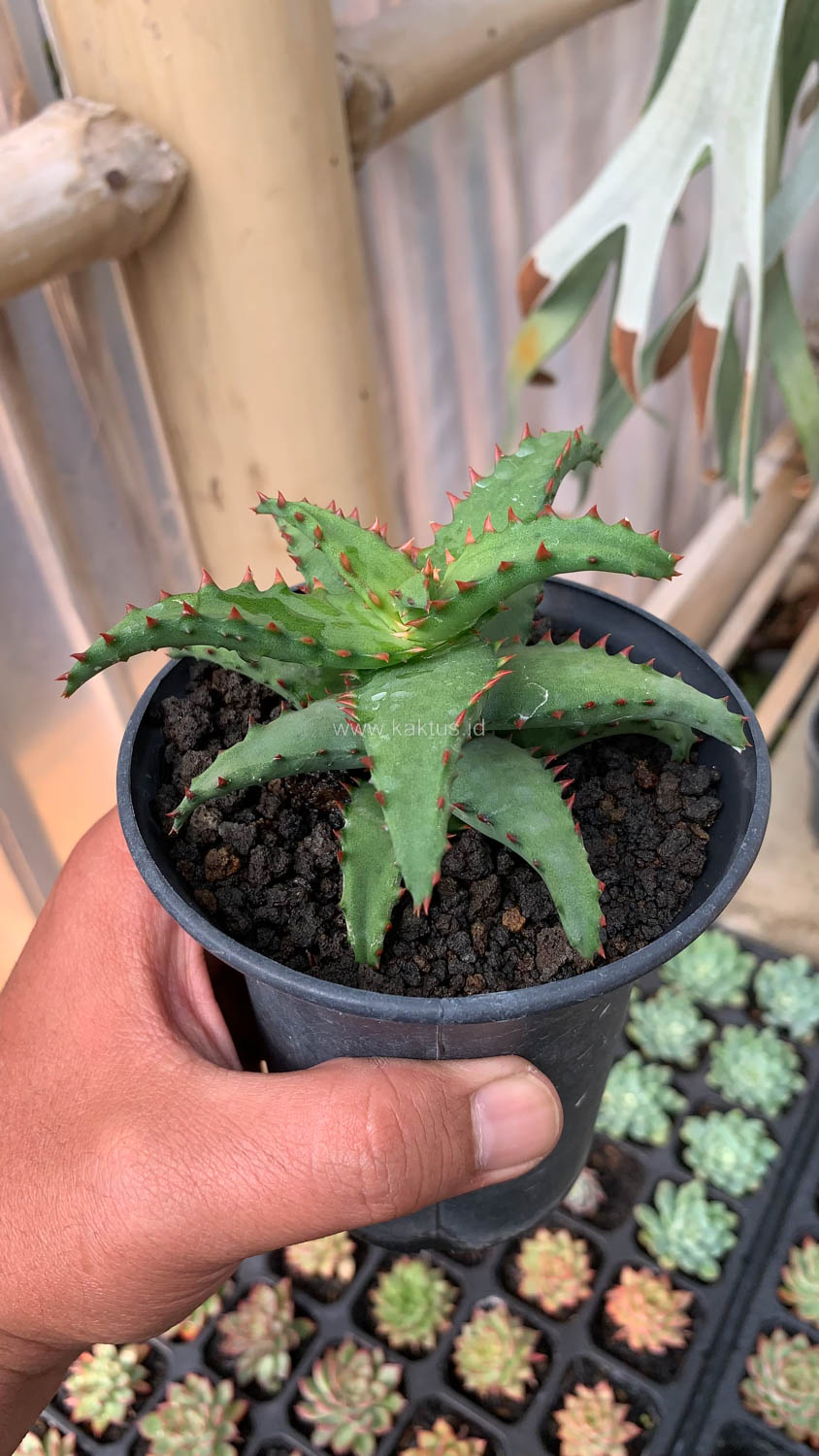 391. Aloe Castilloniae - Image 22