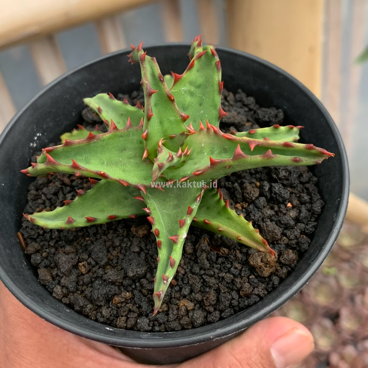 391. Aloe Castilloniae - Image 11