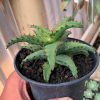 391. Aloe Castilloniae