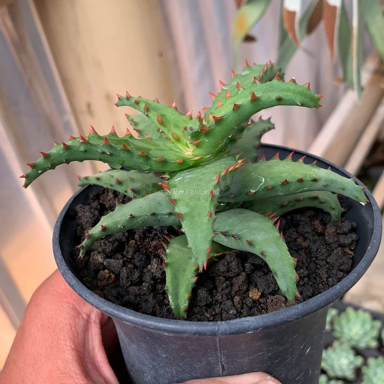 391. Aloe Castilloniae