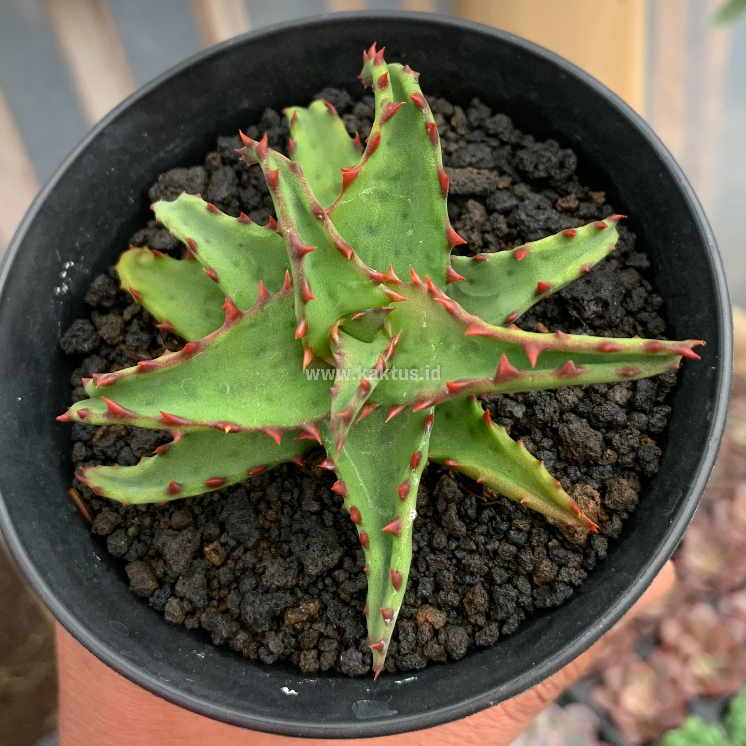 391. Aloe Castilloniae - Image 10