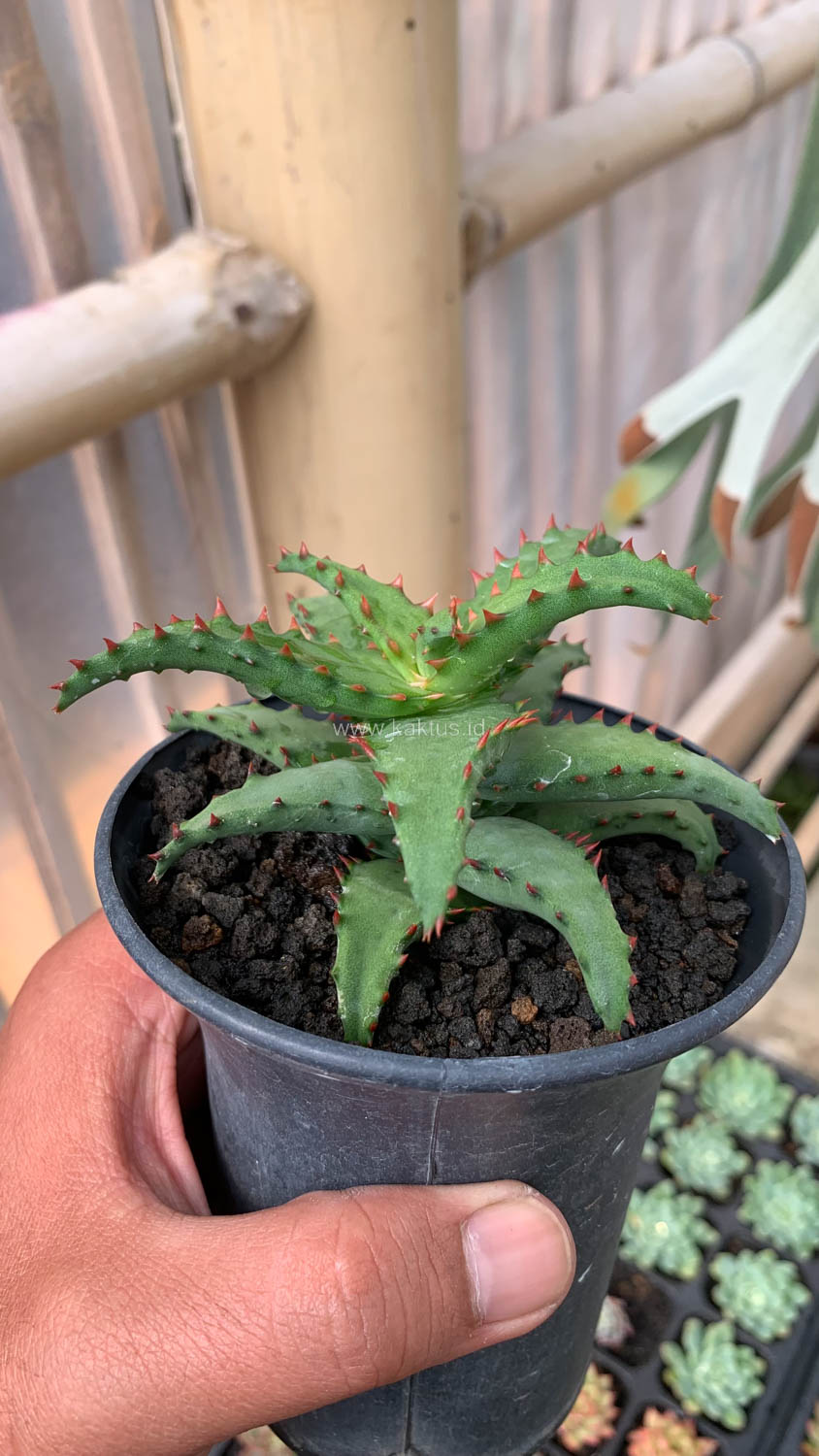 391. Aloe Castilloniae - Image 7