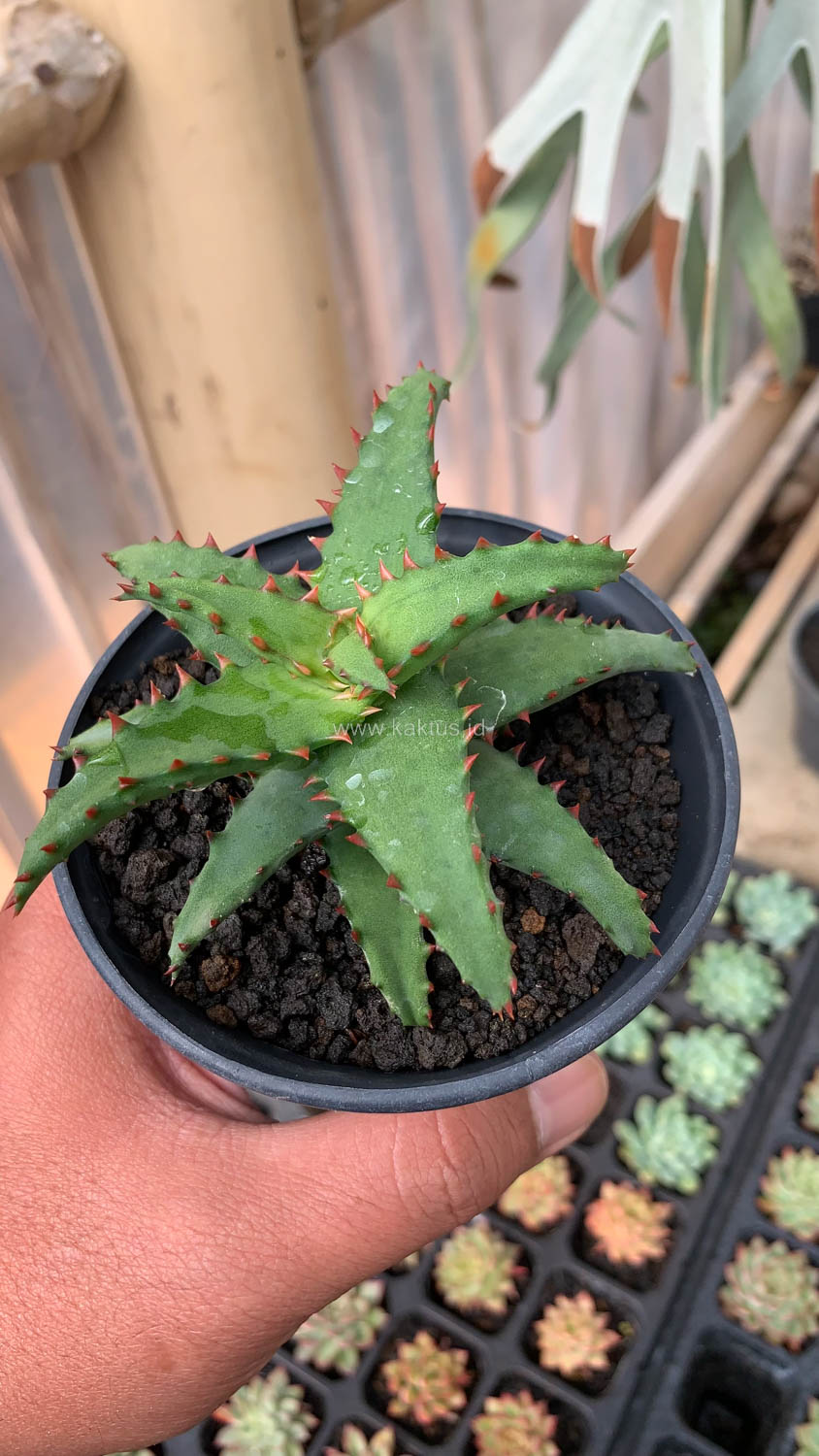 391. Aloe Castilloniae - Image 17