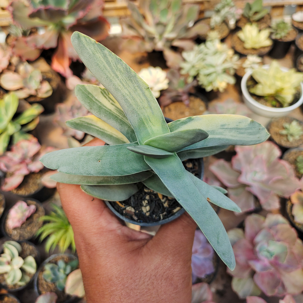 392. Crassula Falcata 'Propeller Plants' Variegated - Image 8