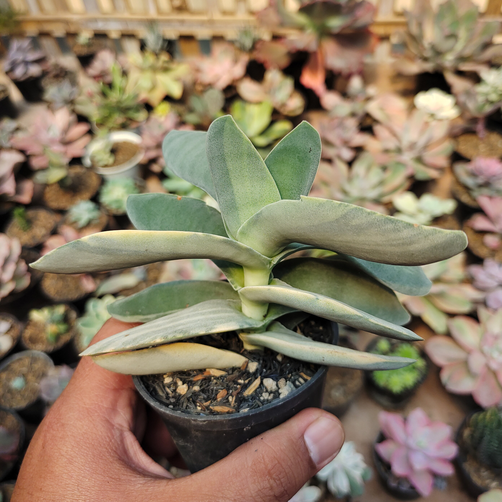 392. Crassula Falcata 'Propeller Plants' Variegated - Image 12