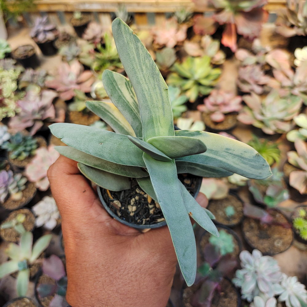 392. Crassula Falcata 'Propeller Plants' Variegated - Image 11
