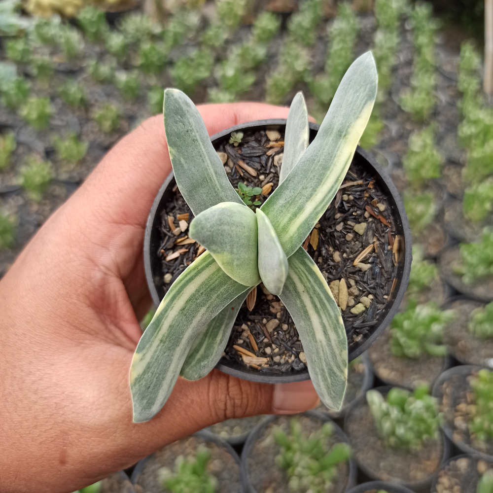 392. Crassula Falcata 'Propeller Plants' Variegated - Image 13