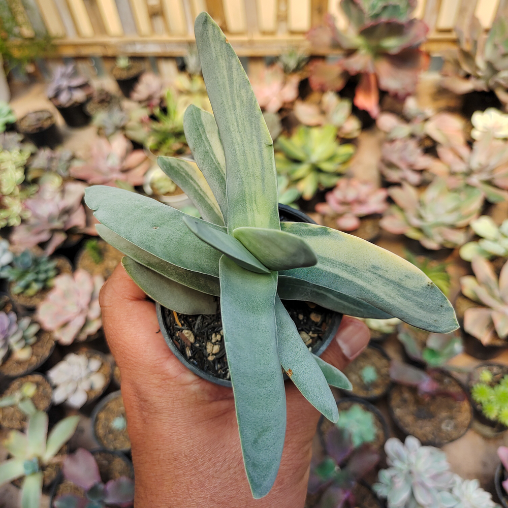 392. Crassula Falcata 'Propeller Plants' Variegated - Image 10