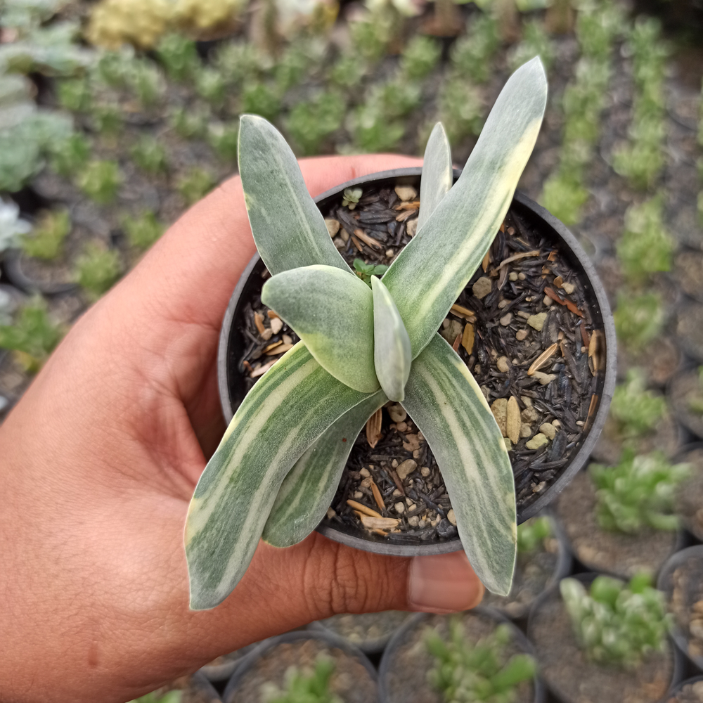 392. Crassula Falcata 'Propeller Plants' Variegated - Image 4