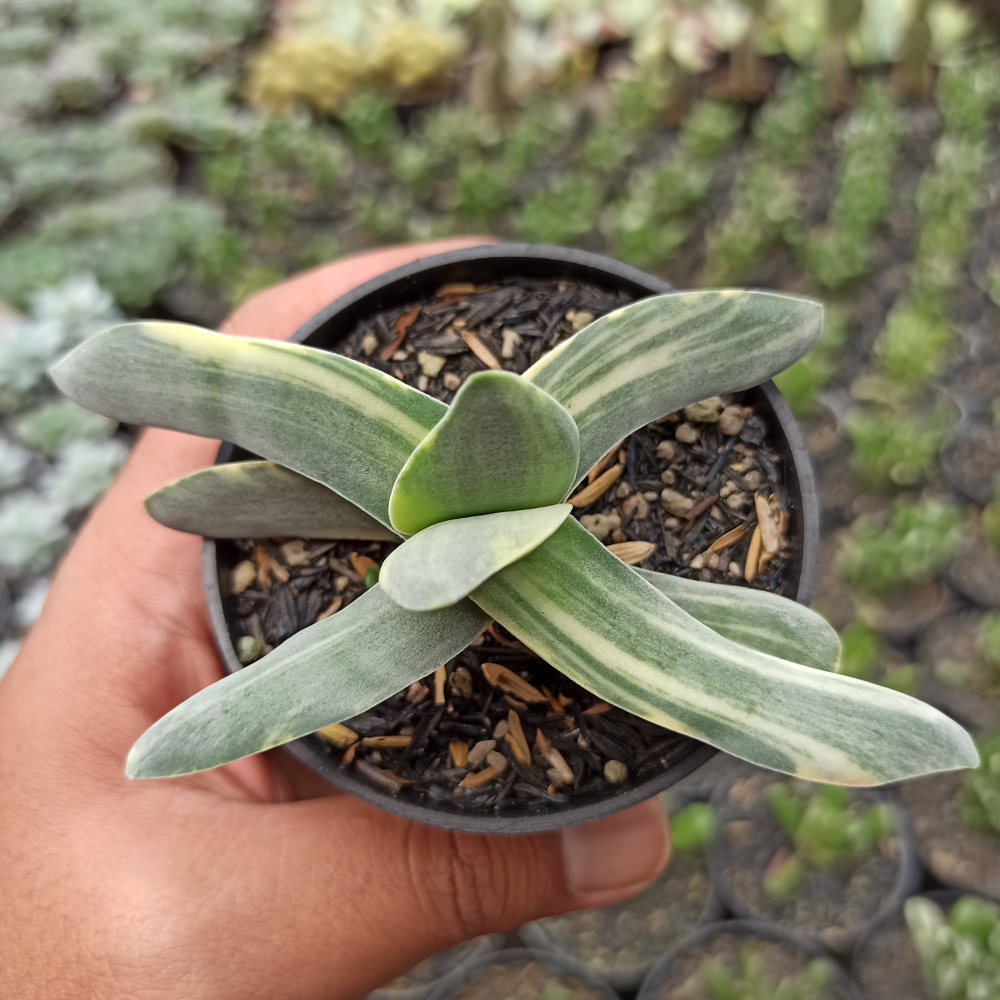 392. Crassula Falcata 'Propeller Plants' Variegated - Image 5