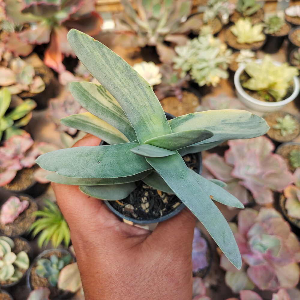 392. Crassula Falcata 'Propeller Plants' Variegated - Image 7