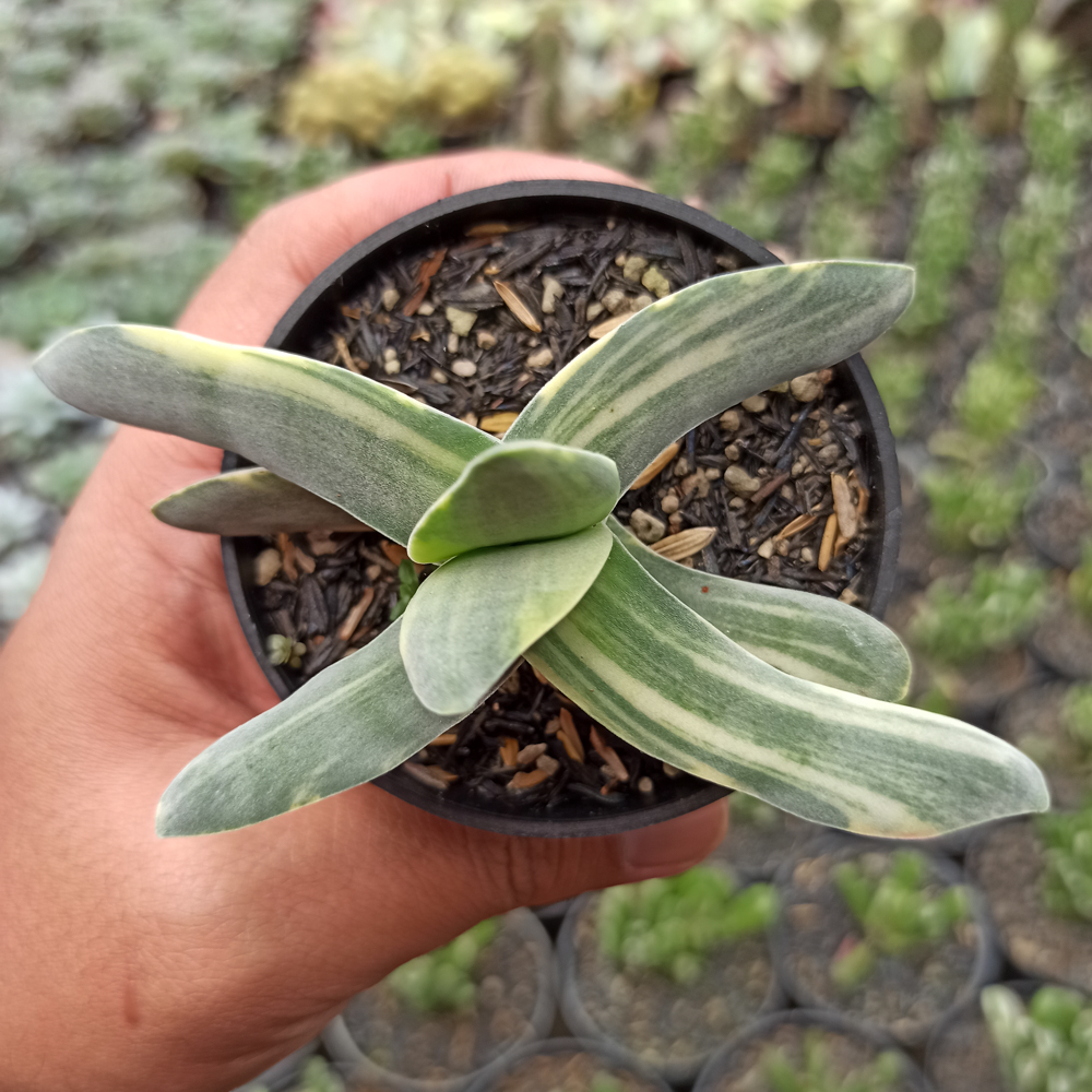 392. Crassula Falcata 'Propeller Plants' Variegated - Image 2