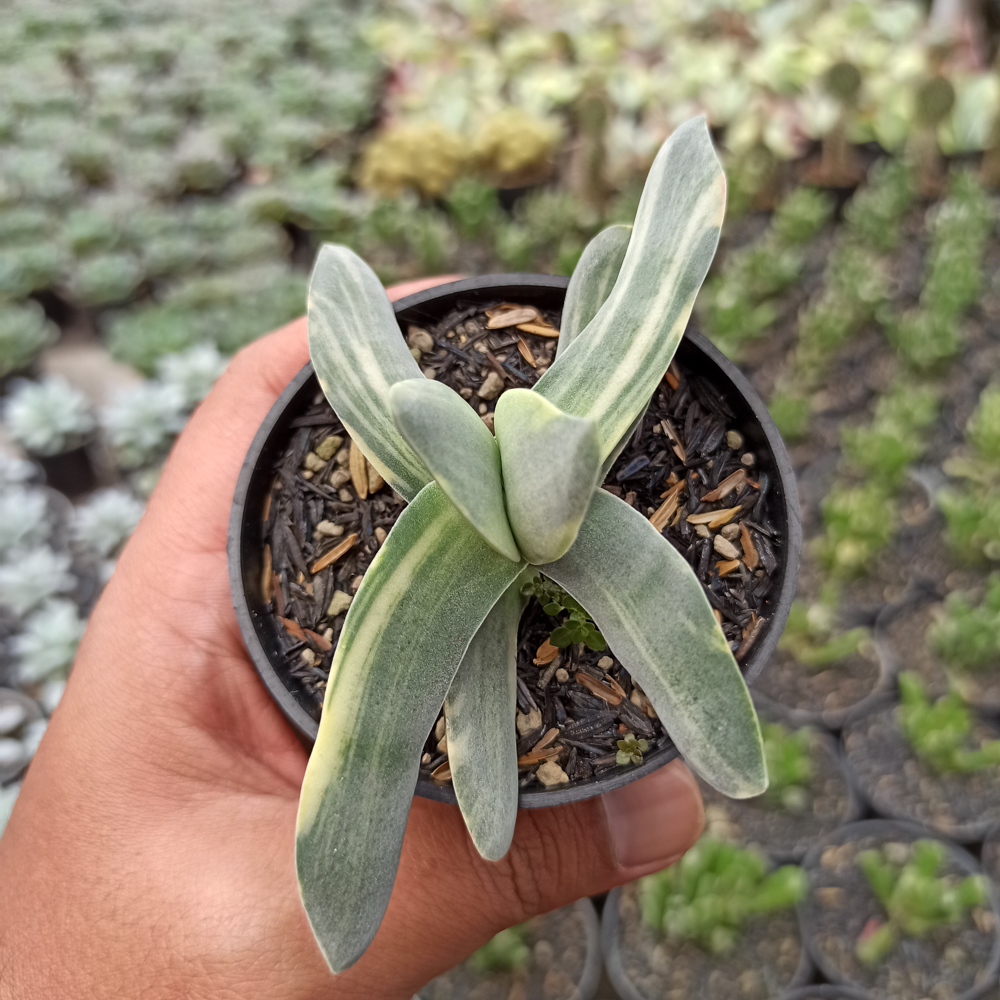 392. Crassula Falcata 'Propeller Plants' Variegated - Image 3
