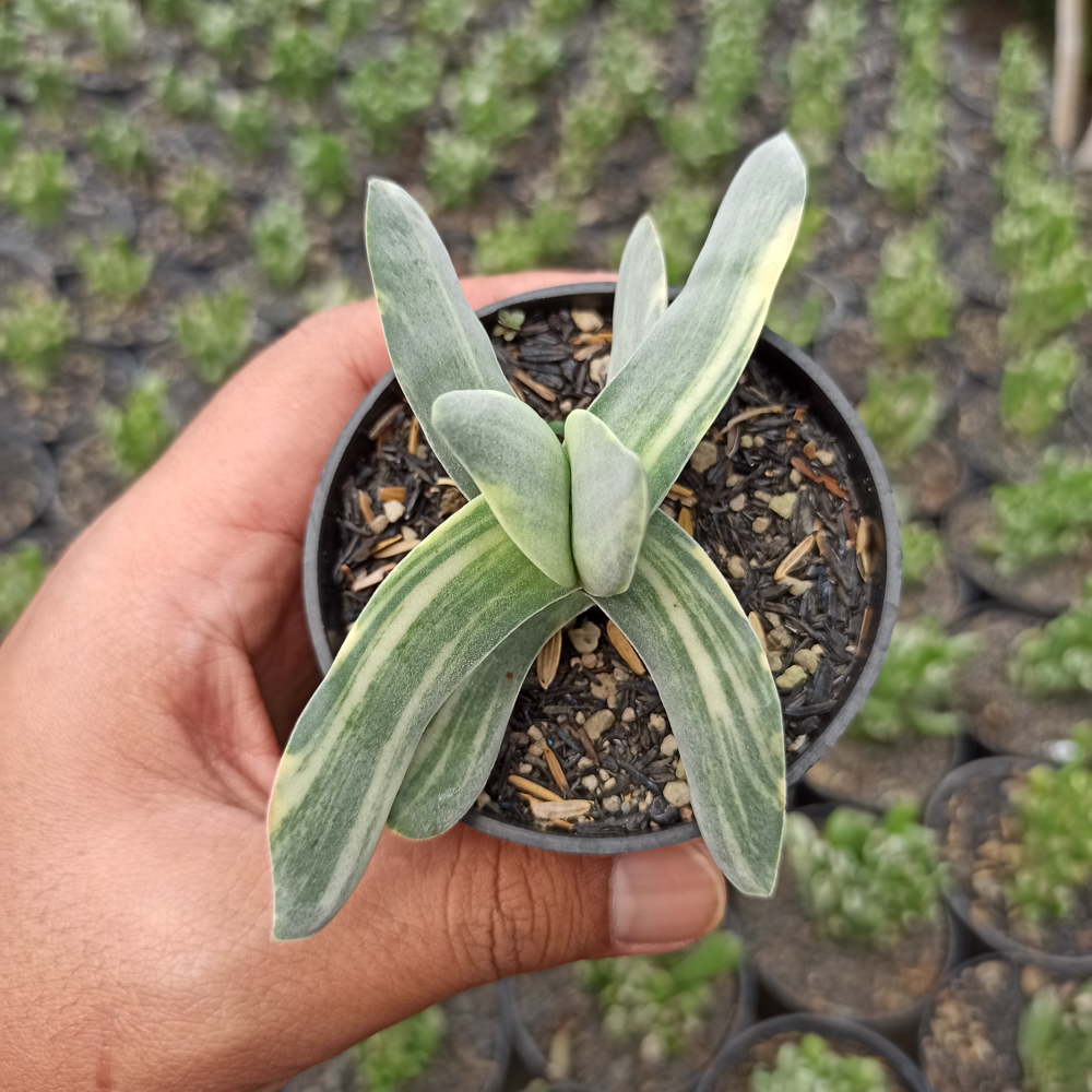 392. Crassula Falcata 'Propeller Plants' Variegated - Image 6