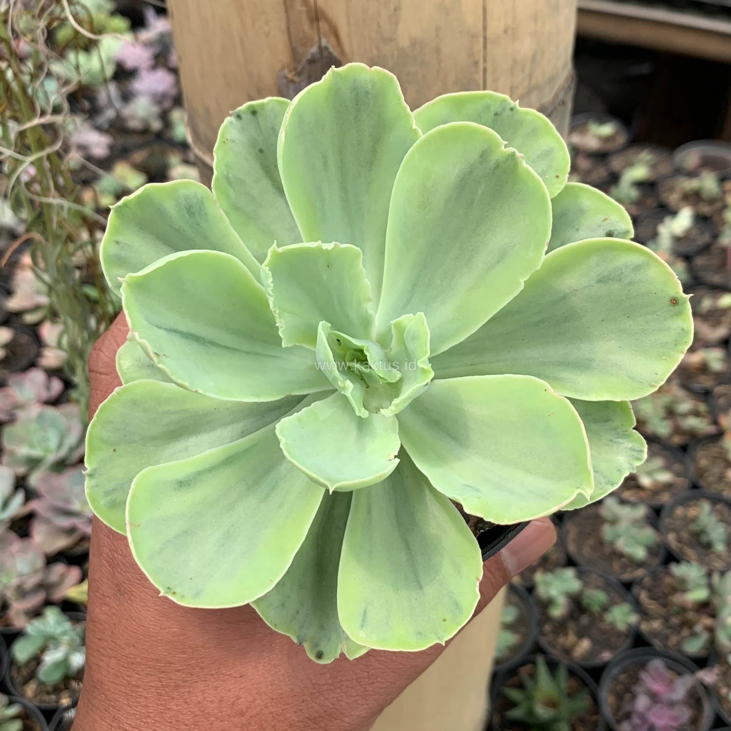 396. Echeveria Chantilly White Mutation - Image 9
