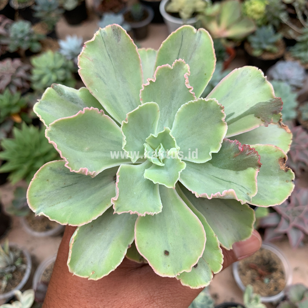 396. Echeveria Chantilly White Mutation - Image 8