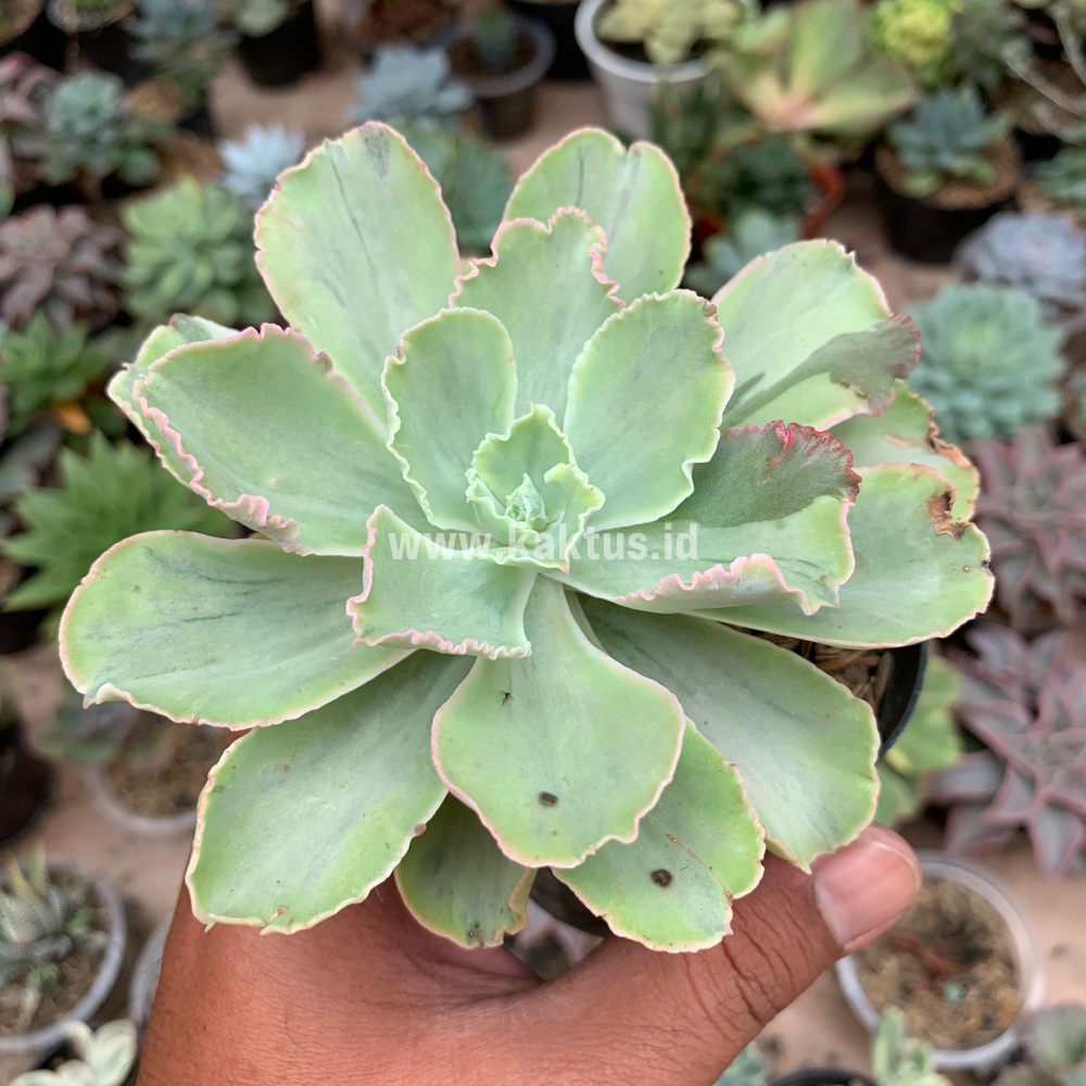 396. Echeveria Chantilly White Mutation - Image 3