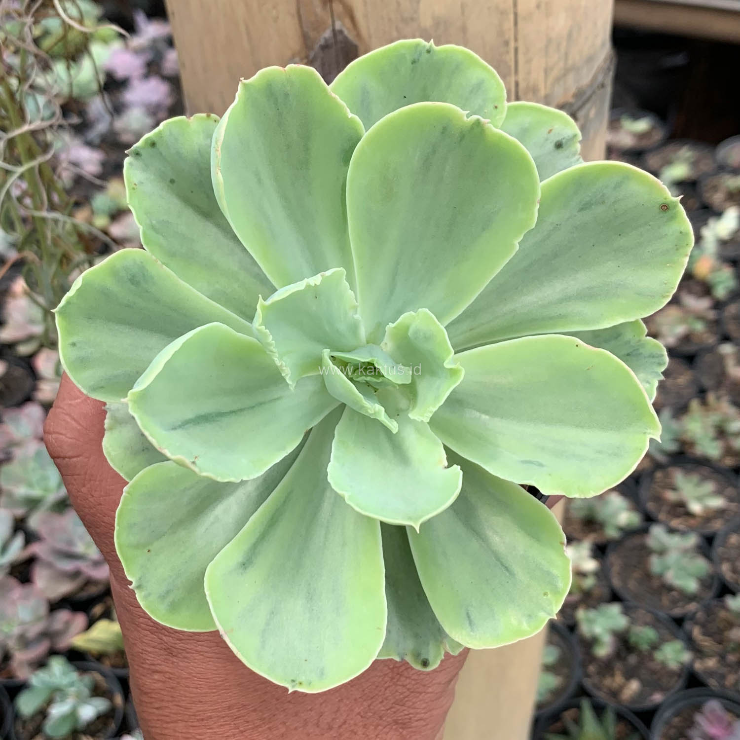 396. Echeveria Chantilly White Mutation - Image 4