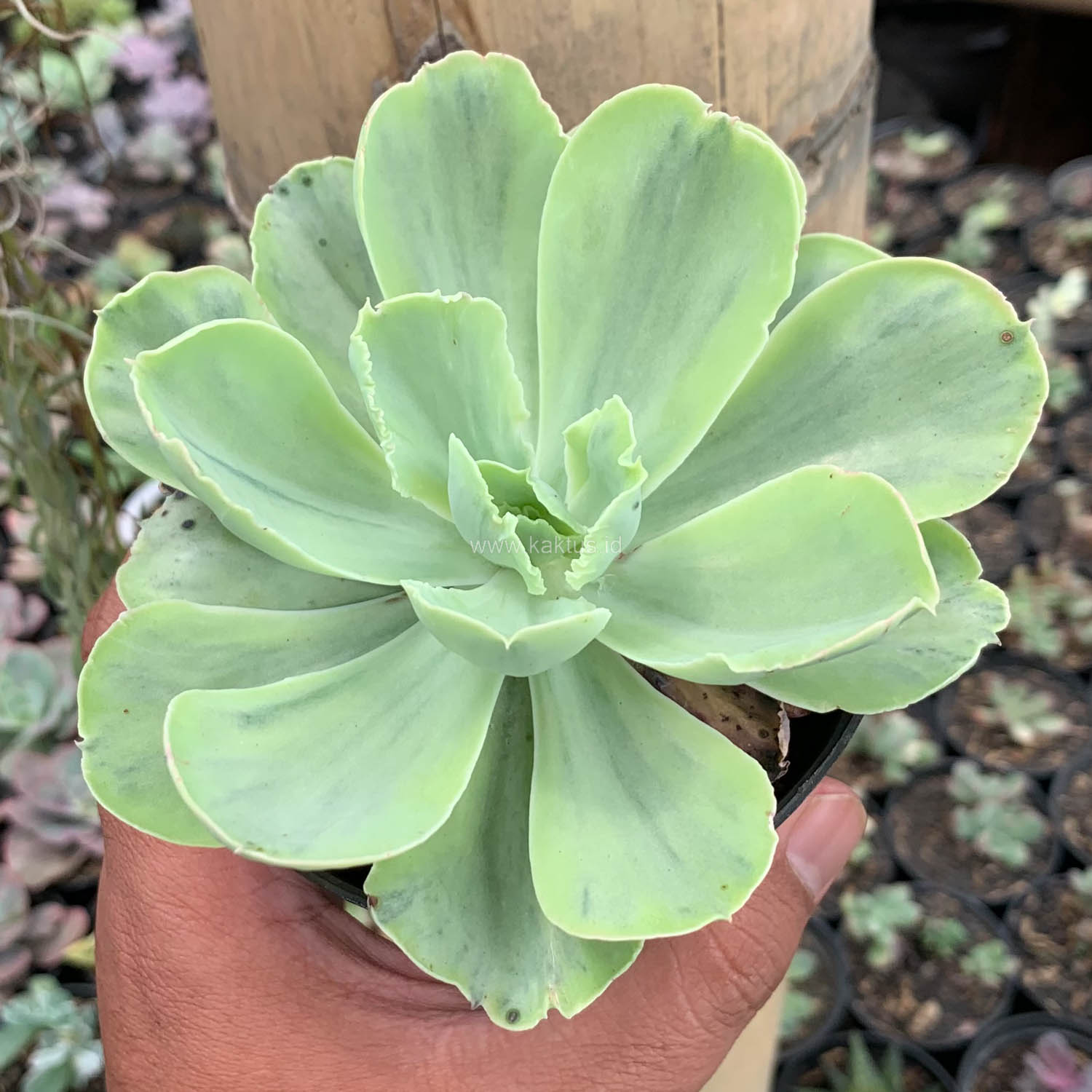 396. Echeveria Chantilly White Mutation - Image 10