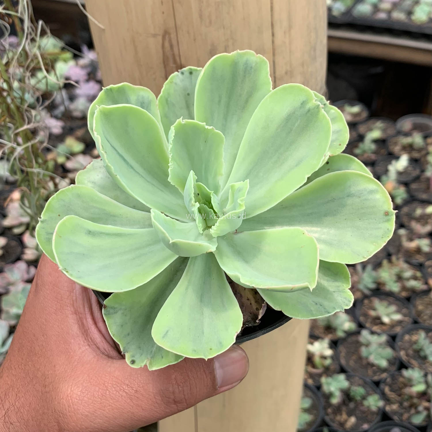 396. Echeveria Chantilly White Mutation - Image 11